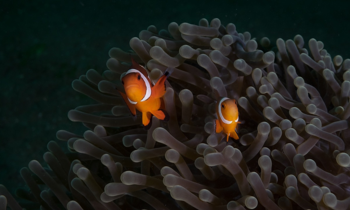 Clown Fish