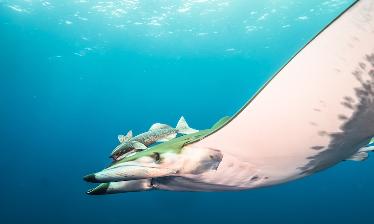 Manta Ray