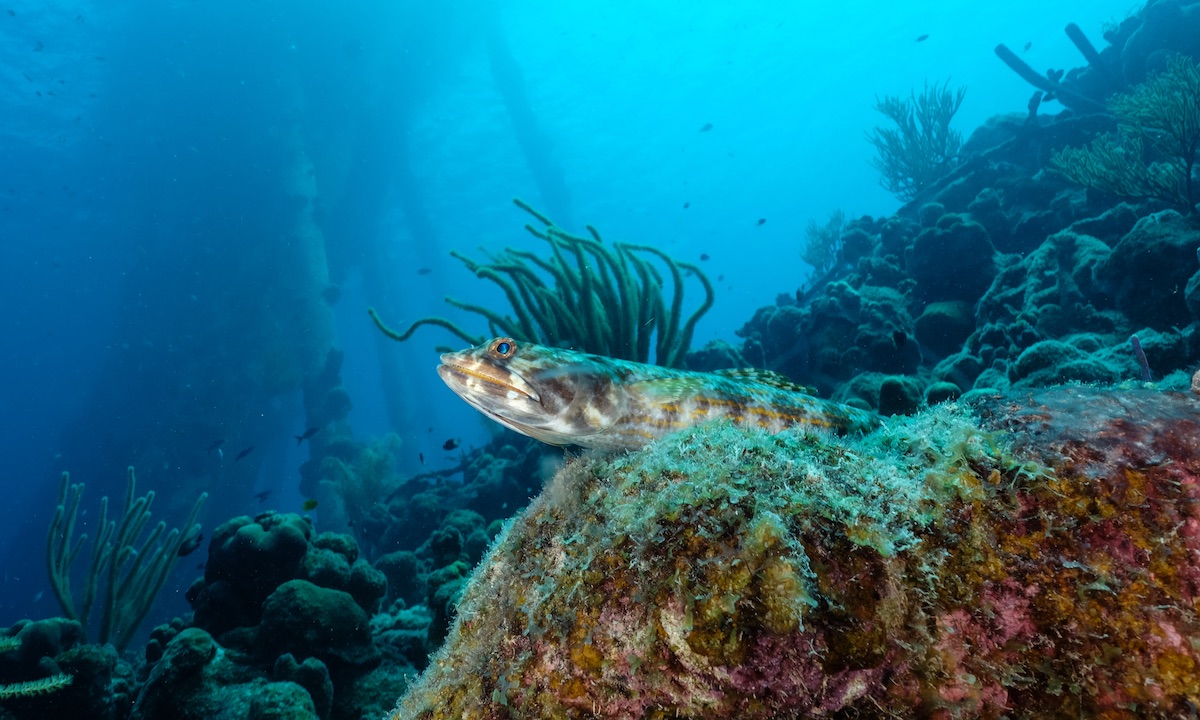 Sand Diver