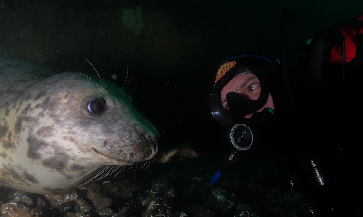 Scottish Grey Seal